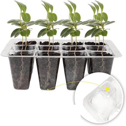 12-Hole Seedling Tray for Starting Seeds in Home Garden showing clear PET plastic cells with dome lid and adjustable vents, seedlings with visible roots