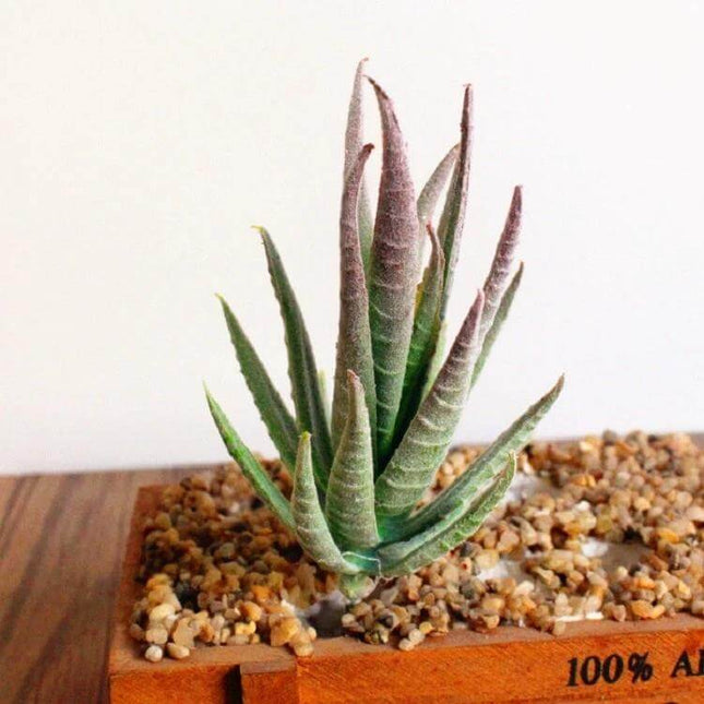 Artificial Mini Aloe Plastic Plant For Desk And Office Decor — compact 13×7 cm maintenance‑free faux aloe in wooden micro landscape