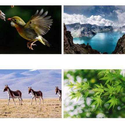 Children's Single-Tube Astronomical Telescope For Beginner Stargazing showing bird, lake, wild horses, and green leaves for beginner outdoor observation