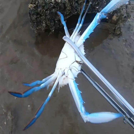 Crab Tongs Stainless Steel 53cm Curved Clip For Seafood Handling gripping blue crab with serrated curved jaws and PP handle