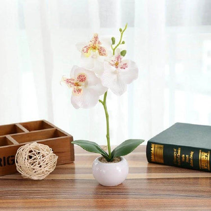 Decorative Landscaping Round Pot Three Flower Phalaenopsis Bonsai in white ceramic pot on wooden table for home and office decor