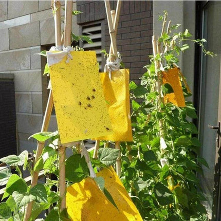 Double-Sided Sticky Insect Board For Melon Fruit Flies hanging on trellis in greenhouse to trap melon and fruit flies