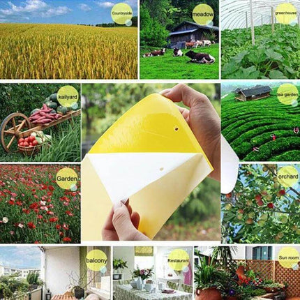 Double-Sided Sticky Insect Board For Melon Fruit Flies hanging yellow adhesive trap shown in hand with greenhouse, garden and orchard use examples