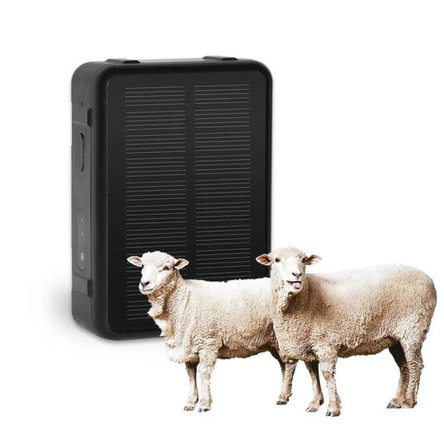 Durable Solar Powered Waterproof GPS Tracker for Livestock Monitoring on black solar-charged device with two sheep in pasture