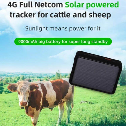 Durable Solar Powered Waterproof GPS Tracker for Livestock Monitoring attached to cattle in a green pasture with solar panel and 9000mAh battery