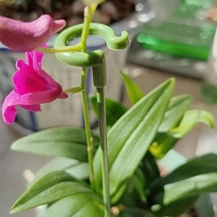Flower Shape Plant Support Rods, 10 Pieces, 17 to 58 cm - green fiberglass rod with flower-shaped tip supporting pink orchid stem in pot