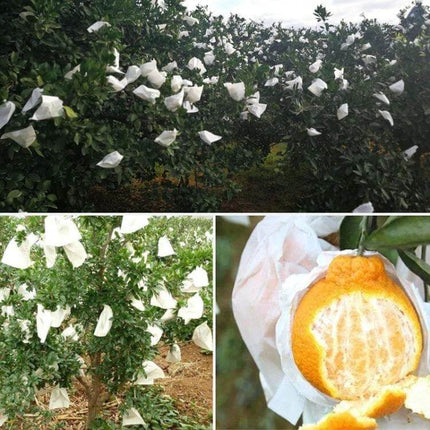 Fruit Protective Bags 15x19/16x20/17x21 cm, 100 Pack on citrus trees protecting fruit from pests and moisture