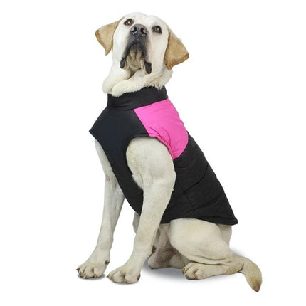 Comfortable Cotton Vest for Dogs on Daily Outings and Photos - white labrador wearing black and pink cotton vest for walks and photos