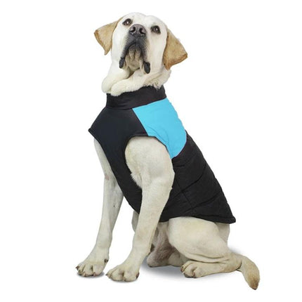 Comfortable Cotton Vest for Dogs on Daily Outings and Photos - white labrador wearing breathable black and blue cotton vest, posed for photos