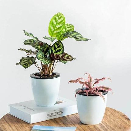 Lazy Flower Pots Self Watering Planter, 11cm Diameter white double-layer pots with green and pink houseplants on table