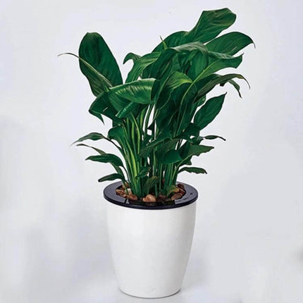 Lazy Flower Pots Self-Watering Planter 13cm Circular Resin white resin pot with green houseplant and built-in water reservoir