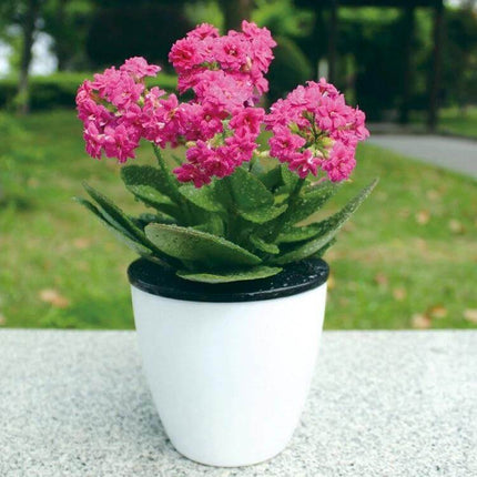 Lazy Flower Pots Self-Watering Planter 13cm Circular Resin with pink flowering plant in white pot, double-layer reservoir for easy care