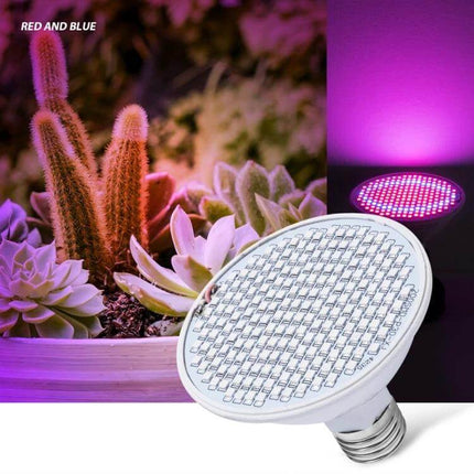 Led Plant Growth Lamp Floral Fill Light Indoor Use compact PC-aluminum bulb with red and blue LEDs over succulents on windowsill