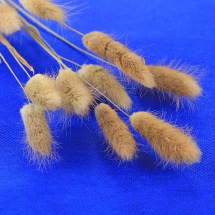 PULUZ Collapsible Photography Background in 6 Colors, 80cm x 40cm showing dried fuzzy grasses on blue background for product shots and portraits
