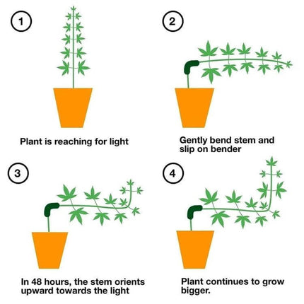 Plant Bending Training Clip For Garden Growth And Light Exposure - 4-step diagram showing bending stem with clip to improve light access and encourage growth
