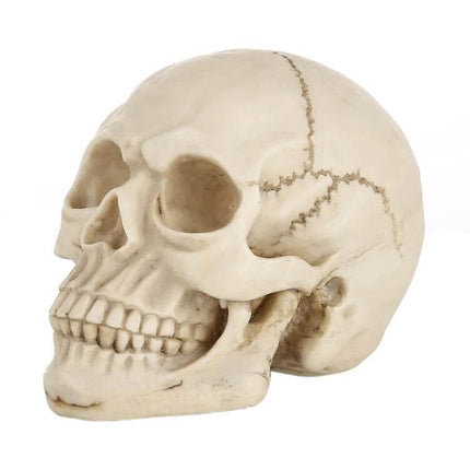 Skull Head Halloween Prop Display, 19 Cm Long for Desk or Showcase - lifelike resin skull with bone finish for Halloween or classroom