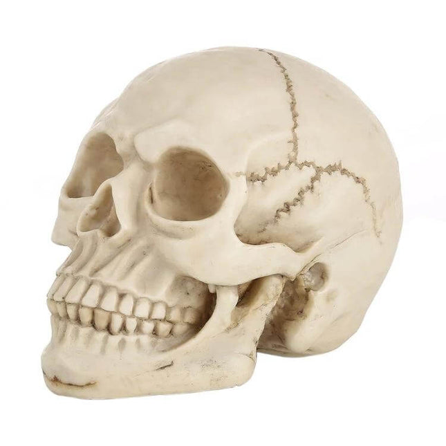 Skull Head Halloween Prop Display, 19 Cm Long for Desk or Showcase - lifelike resin skull with bone finish for Halloween or classroom