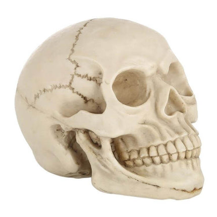Skull Head Halloween Prop Display, 19 Cm Long for Desk or Showcase - lifelike resin skull with bone finish for desk, shelf, classroom demo