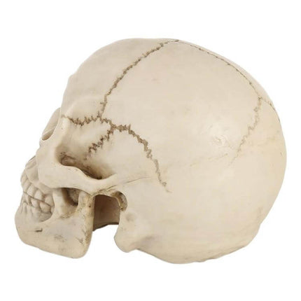 Skull Head Halloween Prop Display, 19 Cm Long for Desk or Showcase - lifelike resin skull with bone finish for desk, shelf or classroom display