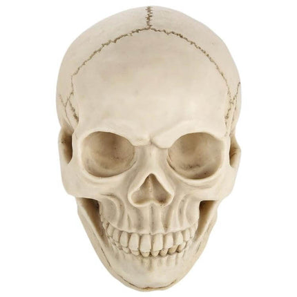 Skull Head Halloween Prop Display, 19 Cm Long for Desk or Showcase - lifelike resin skull with bone finish for desk, classroom or Halloween setup