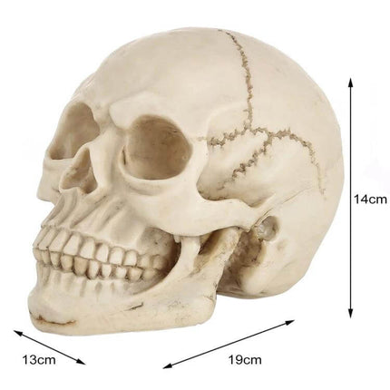 Skull Head Halloween Prop Display, 19 Cm Long for Desk or Showcase - lifelike resin skull with bone finish for desk, shelf or classroom