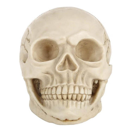 Skull Head Halloween Prop Display, 19 Cm Long for Desk or Showcase - lifelike resin skull with bone finish for Halloween decor or classroom study