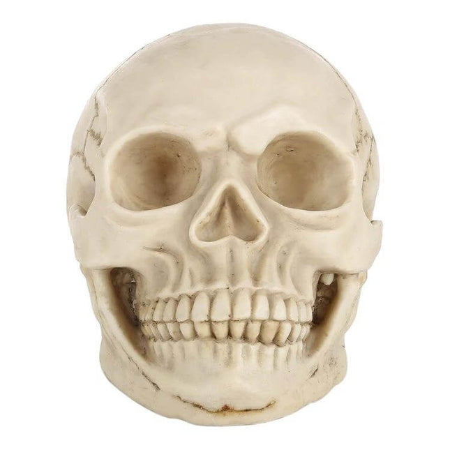 Skull Head Halloween Prop Display, 19 Cm Long for Desk or Showcase - lifelike resin skull with bone finish for Halloween decor or classroom study