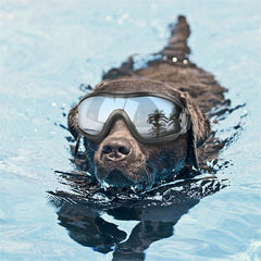 Dog Goggles for Big Breeds - Waterproof, UV Protection & Windproof Sunglasses