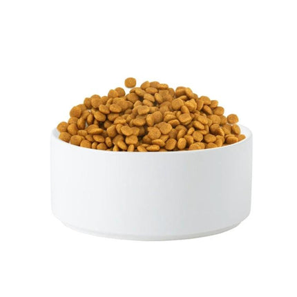 Essential Ceramic Pet Bowl for Daily Home Feeding in white ceramic with kibble, durable bamboo base for tidy cat or small dog meals