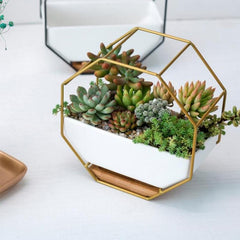 Elegant Octagonal Geometric Wall-Mounted Succulent Display with Bamboo Base and Iron Frame