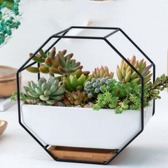 Elegant Octagonal Geometric Wall-Mounted Succulent Display with Bamboo Base and Iron Frame