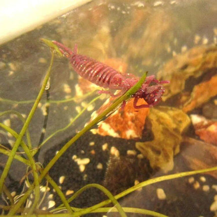 Larvae Silicone Soft Bait Lure 10 cm For Pond And River Fishing - pink lifelike silicone larva lure in freshwater plants