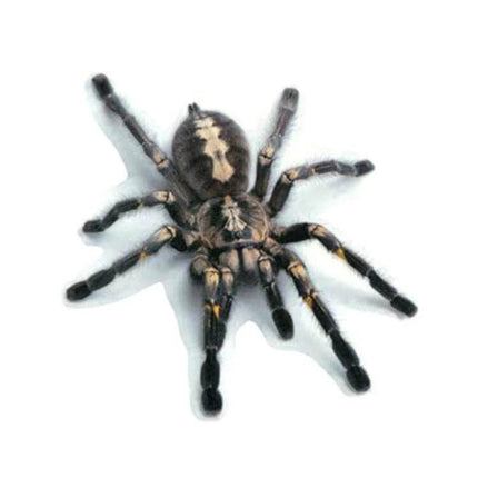 Decorative Scratch Cover Car Body Sticker in Black Spider Design - 3D black spider PVC decal to hide car scratches on doors hoods rear panels