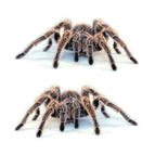 Spider Pair
