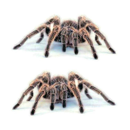 Decorative Scratch Cover Car Body Sticker in Black Spider Design - PVC 3D spider decal to hide car scratches on doors, hoods, rear panels, eco-friendly material