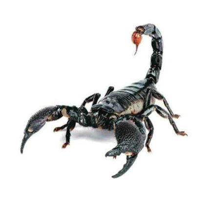 Decorative Scratch Cover Car Body Sticker in Black Spider Design - black scorpion decal covering car scratch, PVC 3D protective sticker
