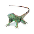 Lizard
