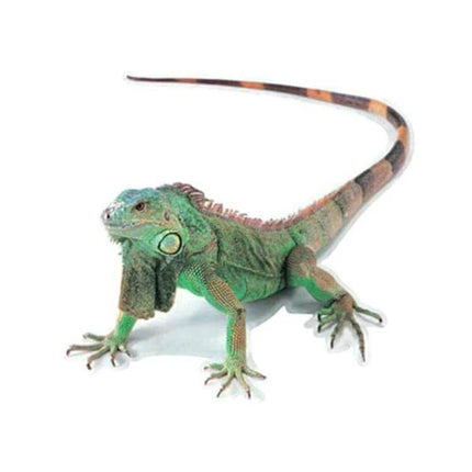 Decorative Scratch Cover Car Body Sticker in Black Spider Design - green iguana lizard photo to show size and texture