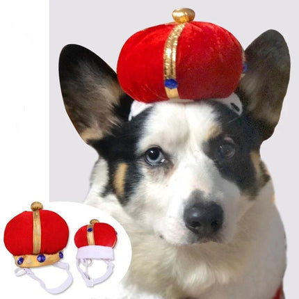Fun Crown Hat for Cats and Dogs During Playtime Events — small red velvet crown hat on a corgi, soft gold trim and chin strap for comfortable playtime photos
