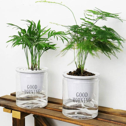 Automatic Water Absorption Hydroponic Pot Transparent For Succulents