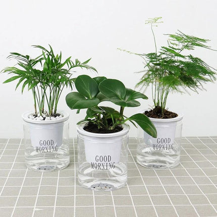 Automatic Water Absorption Hydroponic Pot Transparent For Succulents