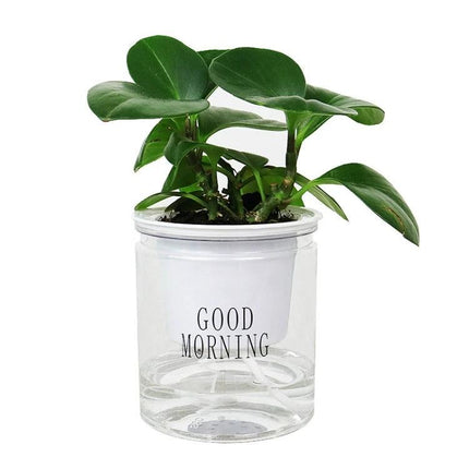 Automatic Water Absorption Hydroponic Pot Transparent For Succulents