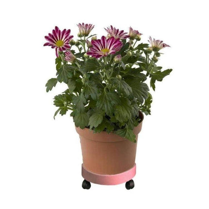 Universal Round Wheeled Plant Pot Tray For Easy Moving holding potted flowering plant on pink wheeled base