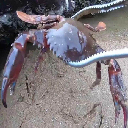 Crab Tongs Stainless Steel 53cm Curved Clip For Seafood Handling lifting a wet crab with serrated jaws and PP handle for safe seafood serving