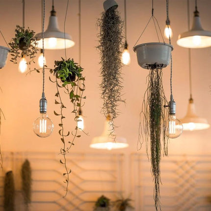 Vintage Style Edison Bulb for Everyday Household Lighting hanging with warm glow among plants and pendant fixtures creating cozy ambiance