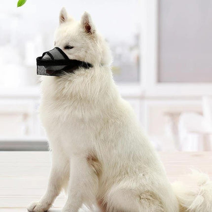 Mesh Cover for Dogs During Walks and Training Sessions on white Samoyed dog allowing panting and drinking while controlling behavior