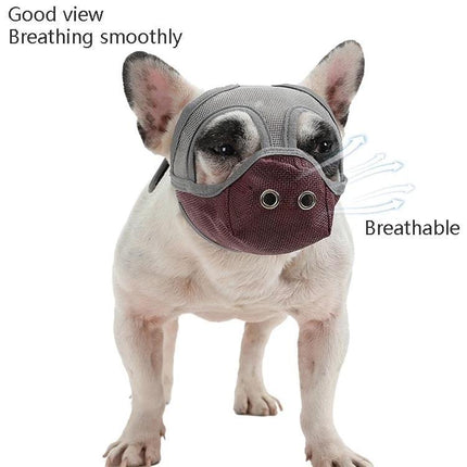 Mouth Cover for Flat-Faced Dogs During Daily Walks - breathable PVC net muzzle on a French Bulldog for safe urban park walks