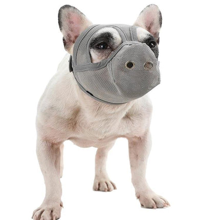 Mouth Cover for Flat-Faced Dogs During Daily Walks - breathable PVC net muzzle on a French Bulldog for safe urban walks