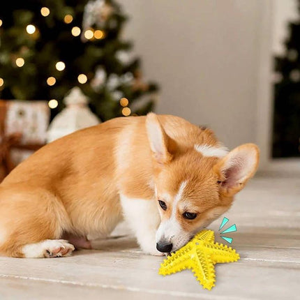 Starfish Voice Dog Toy for Everyday Play and Teeth Cleaning - corgi chewing yellow starfish toy for dental health and play