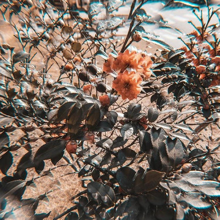 77mm Kaleidoscope Prism Glass Filter for Creative Photography on roses creating refracted, kaleidoscope floral effect